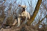 BOULEDOGUE AMERICAIN 198